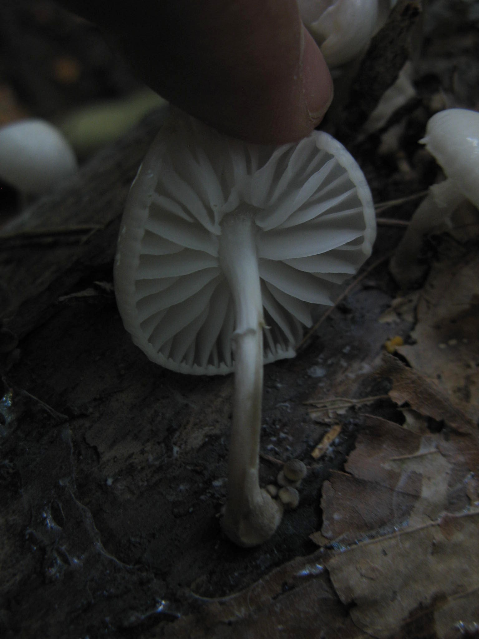 appennino pistoiese 1